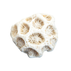 Sea coral fossil, isolated image on transparent background