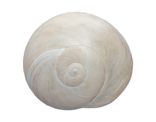 sea snail shell, isolated image on transparent background