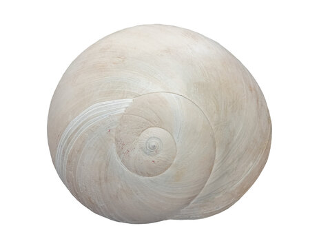 sea snail shell, isolated image on transparent background
