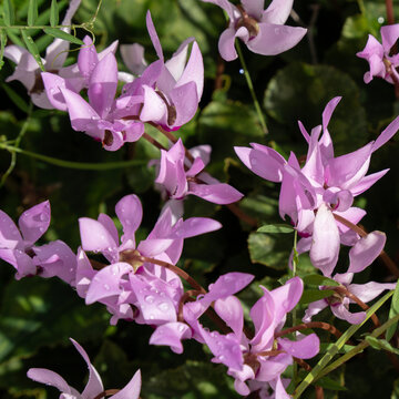 Wild, Pink Cyclamens in a Meadow