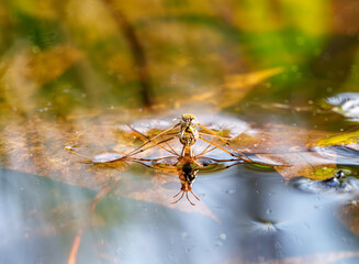 A dragonfly hovers above the water in a natural landscape