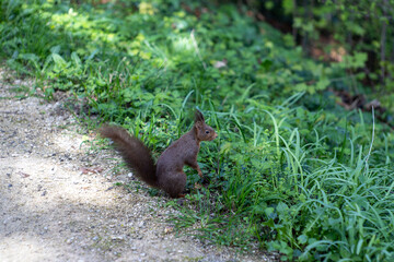 squirrel in the woods