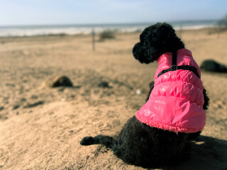 Funny poodle dog on sand beach in spring. Black puppy wearing warm jacket enjoying autumn sunshine on seaside. Dog sitting on sea shore. Film grain texture. Soft focus. Blur