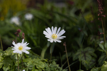 Walk in the garden plants flowers 