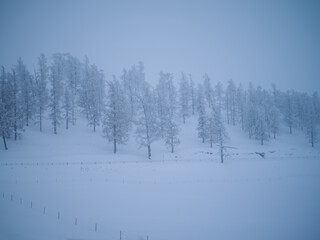 trees in the snow