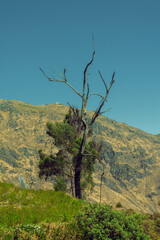 Paisajes Andinos