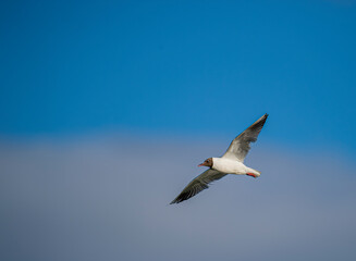 Black-headed gull in Iceland. Natural life .