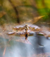 An arthropod insect floats on a water leaf, a pest in a natural landscape