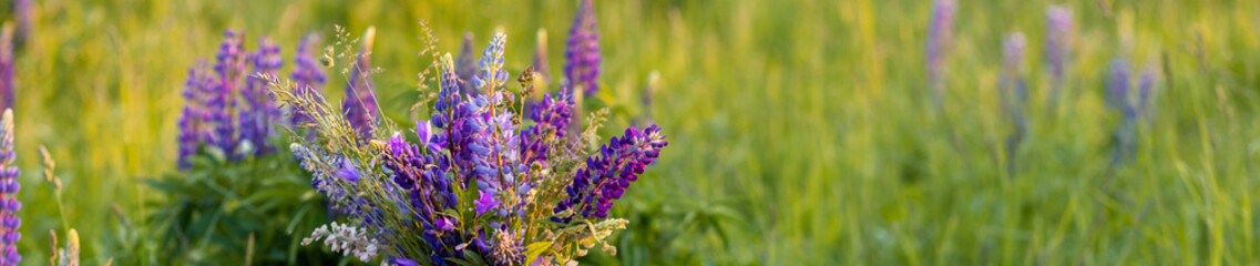 Beautiful blooming violet lupine flower. Lupinus, lupin field with pink purple flower. Sunset, golden hour. Summer, summertime banner