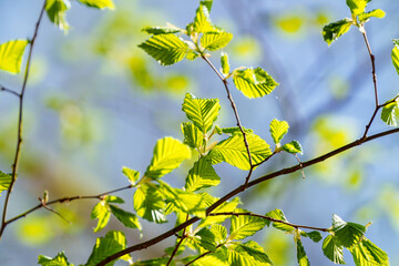 Twig with green leaves under a blue sky, symbolizing spring in the forest