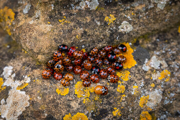 ladybird huddle
