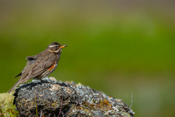 Redwing (Turdus iliacus) photographed in Iceland