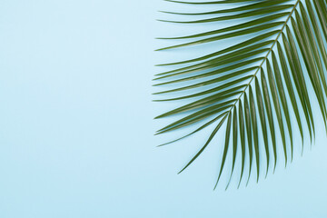 Green palm leaves on color background, top view