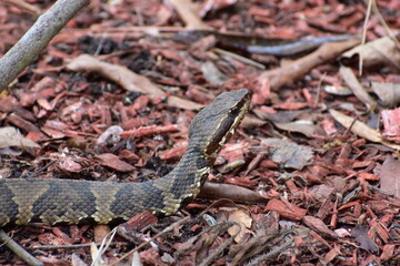 Cottonmouth water moccasin venomous snake