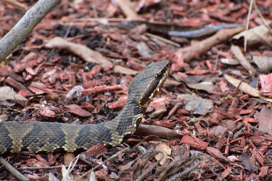 Cottonmouth water moccasin venomous snake