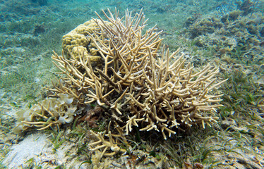 Fototapeta na wymiar A photo of acropora coral