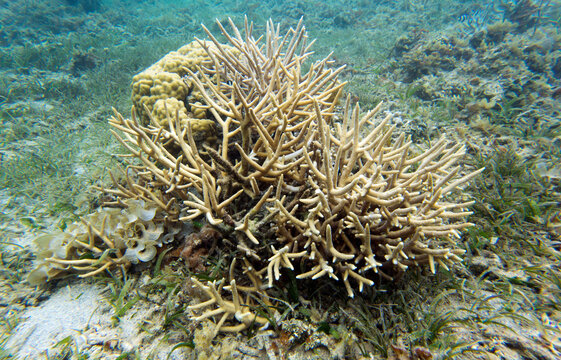 A photo of acropora coral