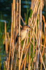 Songbird with a grasshopper in its beak sits on twig