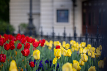 Fototapeta premium Wiosenne tulipany, sezon wiosenny, czerwone, żółte i białe kwiaty, widok na miasto Bielsko-Biała,
