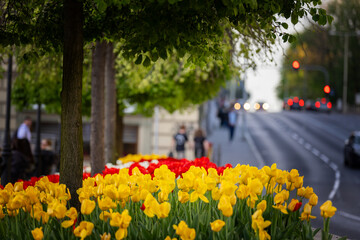 Wiosenne tulipany, sezon wiosenny,  czerwone, żółte i białe kwiaty, widok na miasto...