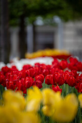 Wiosenne tulipany, sezon wiosenny,  czerwone, żółte i białe kwiaty, widok na miasto...