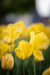 Wiosenne tulipany, sezon wiosenny,  żółte kwiaty,  - obrazy, fototapety, plakaty