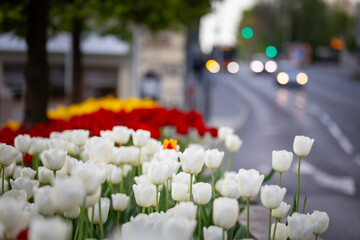 Wiosenne tulipany, sezon wiosenny,  czerwone, żółte i białe kwiaty, widok na miasto Bielsko-Biała, - obrazy, fototapety, plakaty