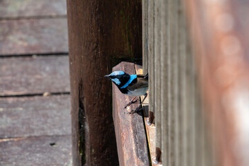 A Superb Fairy Wren on the search for food