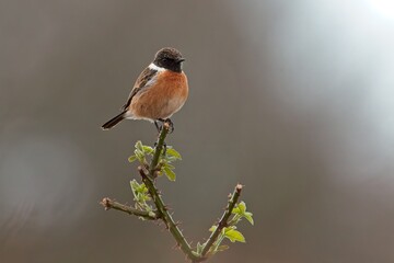 European Stonechat