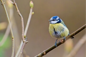 Blue Tit