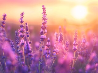 Lavender, Fields of lavender under a sunset, soothing purple tones