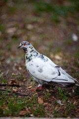 Pigeon