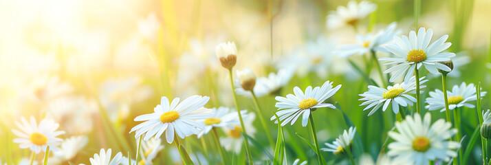 White daisies on the meadow in the rays of the sun
