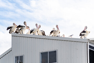 Australian Pelicans on a tin roof
