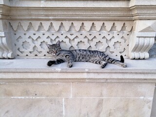 Cat in the Baku city