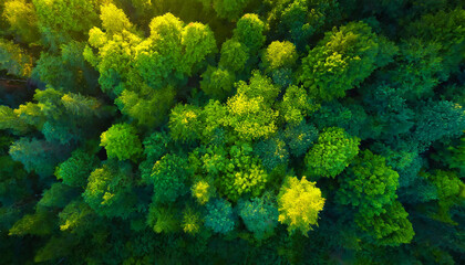 Summer forest from a bird's eye view. Concept of forest conservation and environmental problems. Beautiful green background, aerial photography from above. Mockup background. Generative AI. - Powered by Adobe