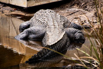 Naklejka na ściany i meble A large Crocodile resting at a riverbank
