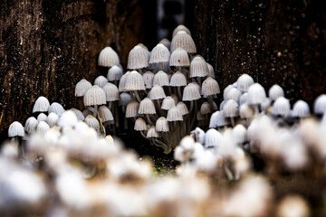 A Cluster of Frosty Bonnet Mushrooms - 1