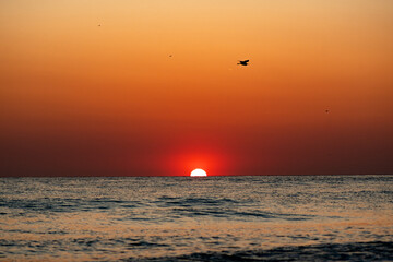 Sun setting on water with bird - 1