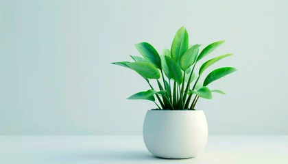 Fototapeten A small, green plant in a white pot isolated on a white background. The plant has a round shape and is full of leaves. It is a perfect decoration for any home or office. © Helen-HD