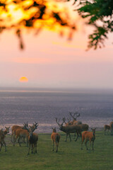 some stag and deer on the coastal wetland at sunrise