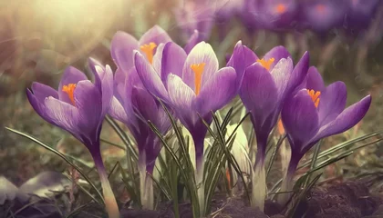 Poster purple crocus flowers in early spring in the garden © Adrian