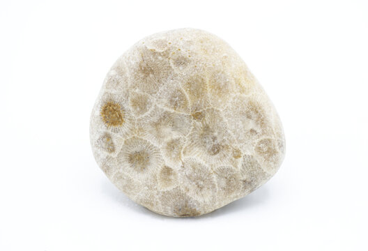 unpolished Petoskey stone is a rock and fossil, composed of a fossilized rugose coral, Hexagonaria percarinata, formed as a result of glaciation, state stone of Michigan Isolated on white background