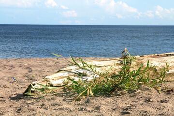 weathered driftwood logs washed up on sand at the beach overgrown with sea grass and vegetation - obrazy, fototapety, plakaty