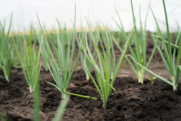 green onions in the garden, ribbon method of planting onions on a feather