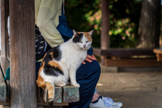 三毛猫 Images – Browse 9,713 Stock Photos, Vectors, and