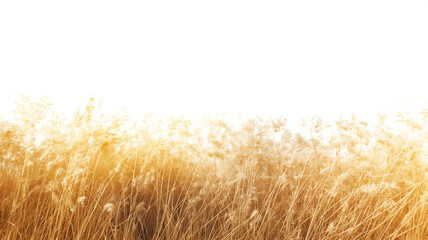 Golden wheat field with a bright, glowing light effect, symbolizing harvest and autumn. - obrazy, fototapety, plakaty