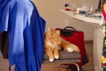 red domestic cat sitting on a chair in room