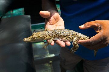Little baby crocodile held in hand.