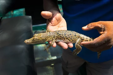 Foto auf Acrylglas Little baby crocodile held in hand. © Elena